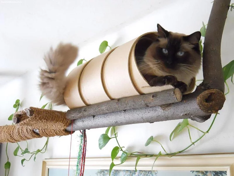 Ragdoll ke krytí
